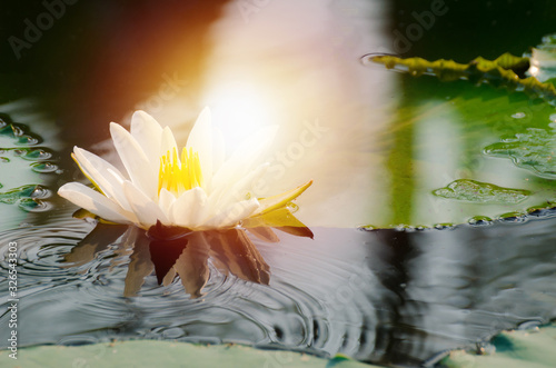 White lotus,Lotus flower of Buddha.