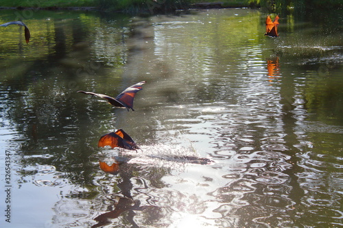 Bats in River Torrens, Adelaide