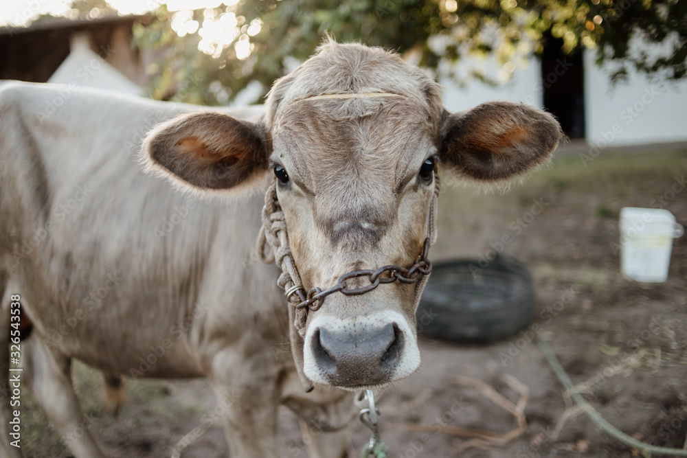 young calf chained in farm