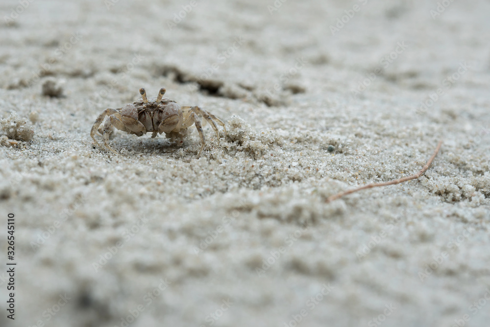 little white crab on sand closeup shot