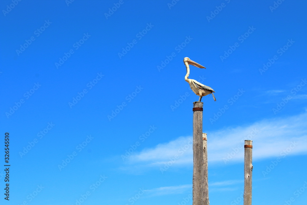 Bird Sculpture in Henley Beach, South Australia