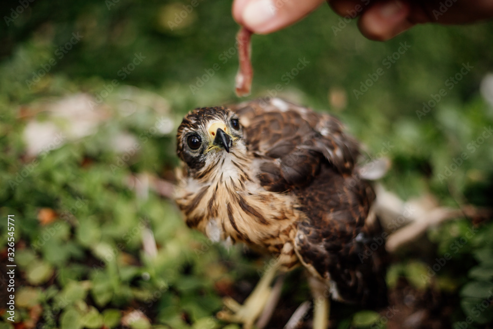Fototapeta premium young hawk bird