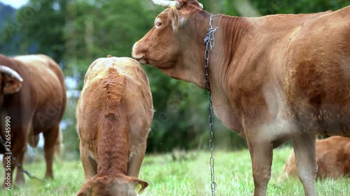 A red, mature heifer with a young calf in the field during hygiene procedures.