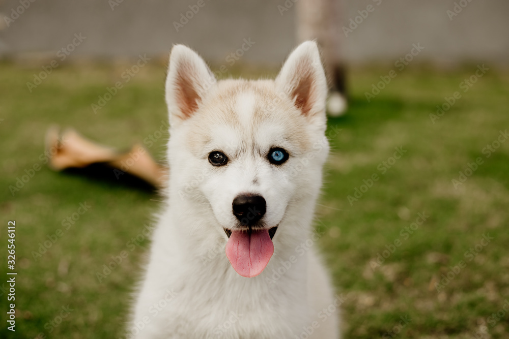 young siberian husky dog playing