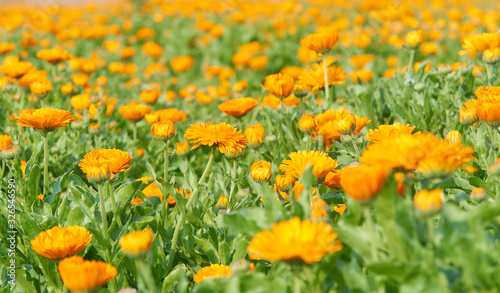 一面に咲くキンセンカの花畑（オレンジ色） © sora_nus