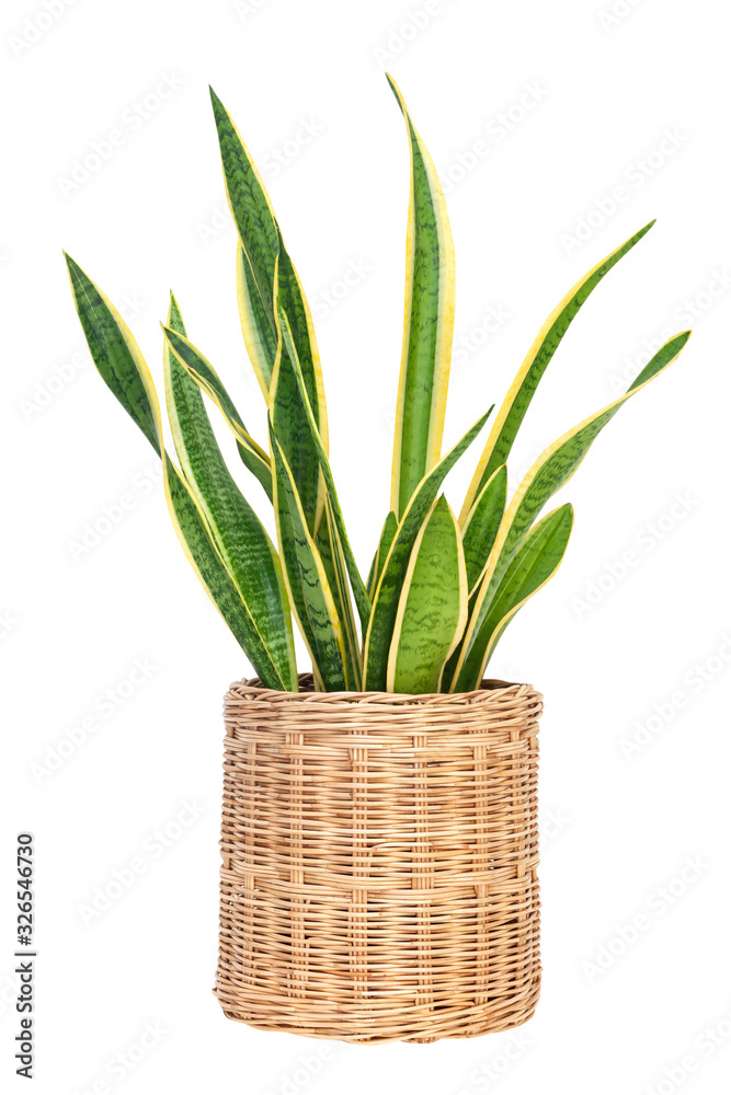 Sansevieria trifasciata or Snake plant in pot isolated on white,clipping path Sansevieria trifasciata or Snake plant in pot isolated on white,clipping path