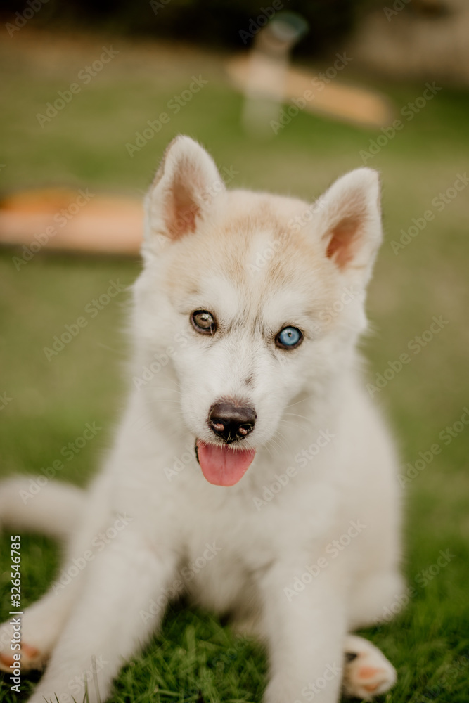 young siberian husky dog playing young siberian husky dog playing