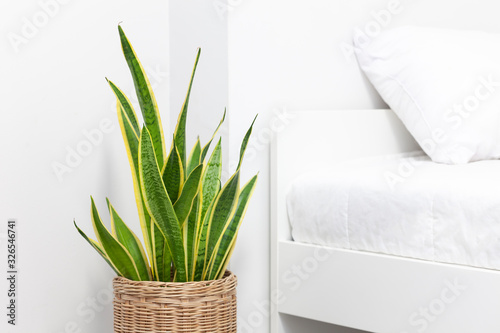 Sansevieria trifasciata or Snake plant in bedroom photo