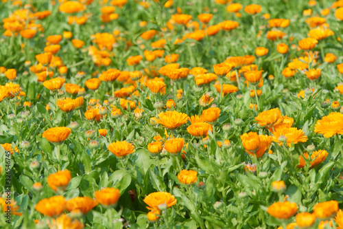 一面に咲くキンセンカの花畑（オレンジ色） © sora_nus