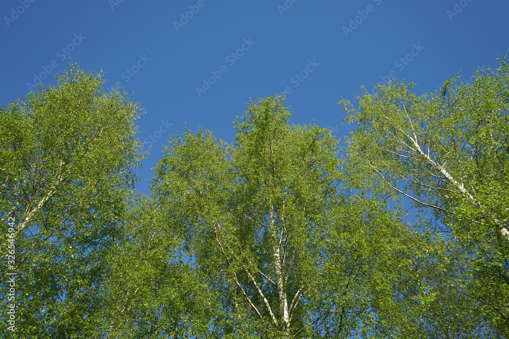Lush Green Birch Tree Forest in Spring. Lush Green Birch Tree Forest in Spring.