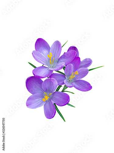 Purple crocus isolated on white background