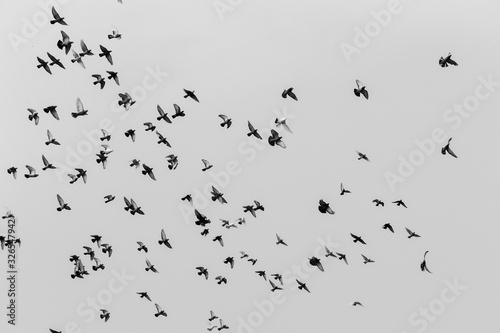 Flying Pigeons In Formation