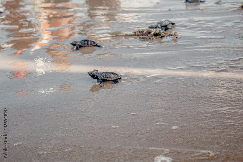 tiny newborn baby sea turtle running to the sea