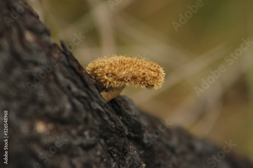 fungus on tree