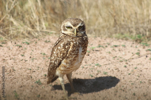 owl in flight