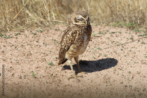 bird of prey