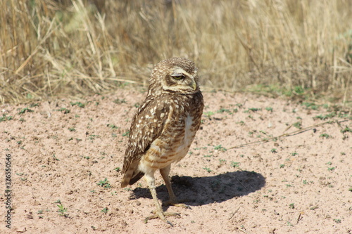 bird of prey