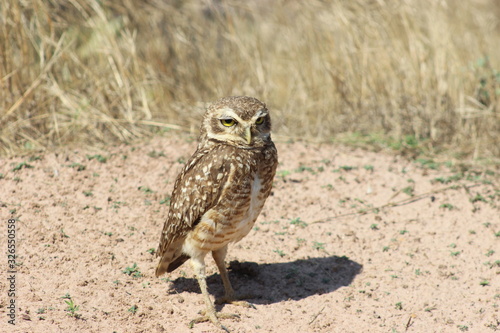 owl