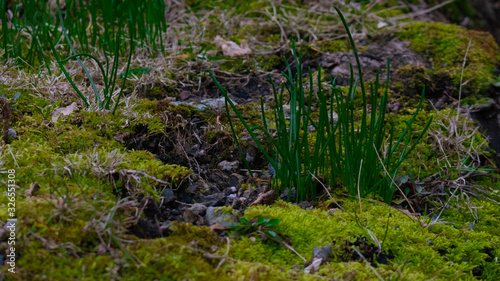 A Close Up shot of a Patch of Green Crab Grass Growing on a Log Covered in Bright Green Moss