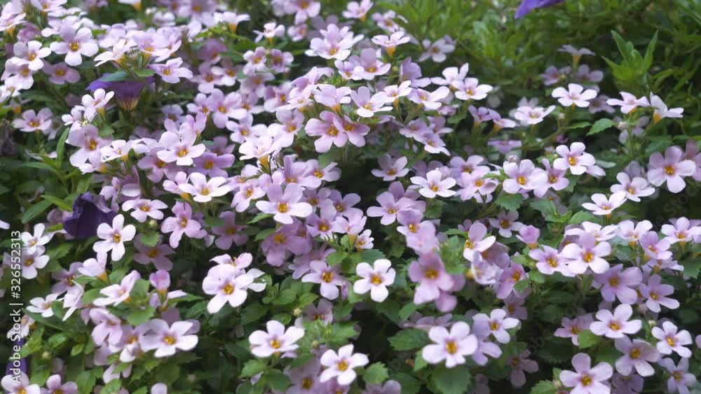 A large bunch of purple flowers gathered around on a field. A large bunch of purple flowers gathered around on a field.