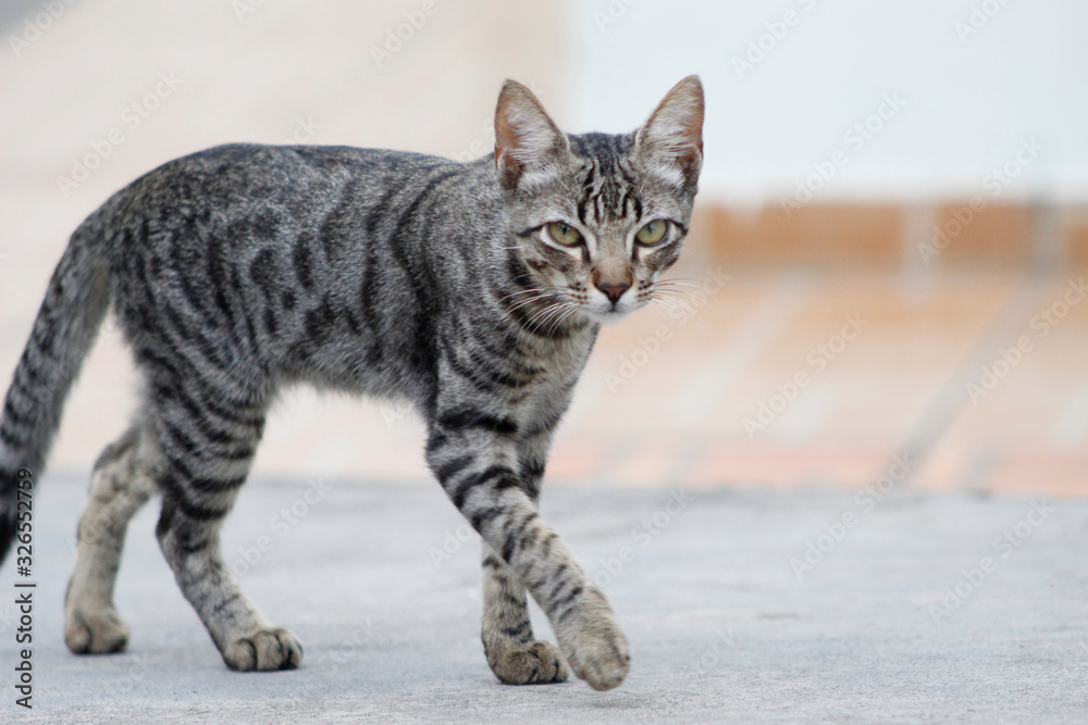 Gato Gato
