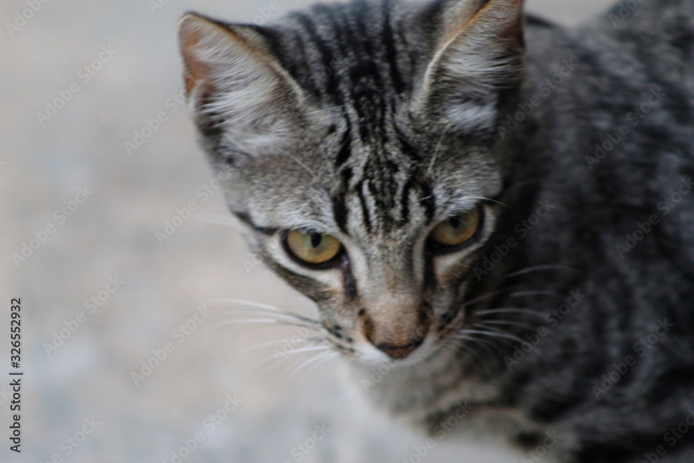 Gato Gato