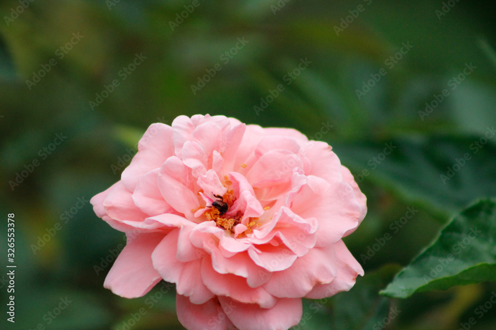 Flor Flor