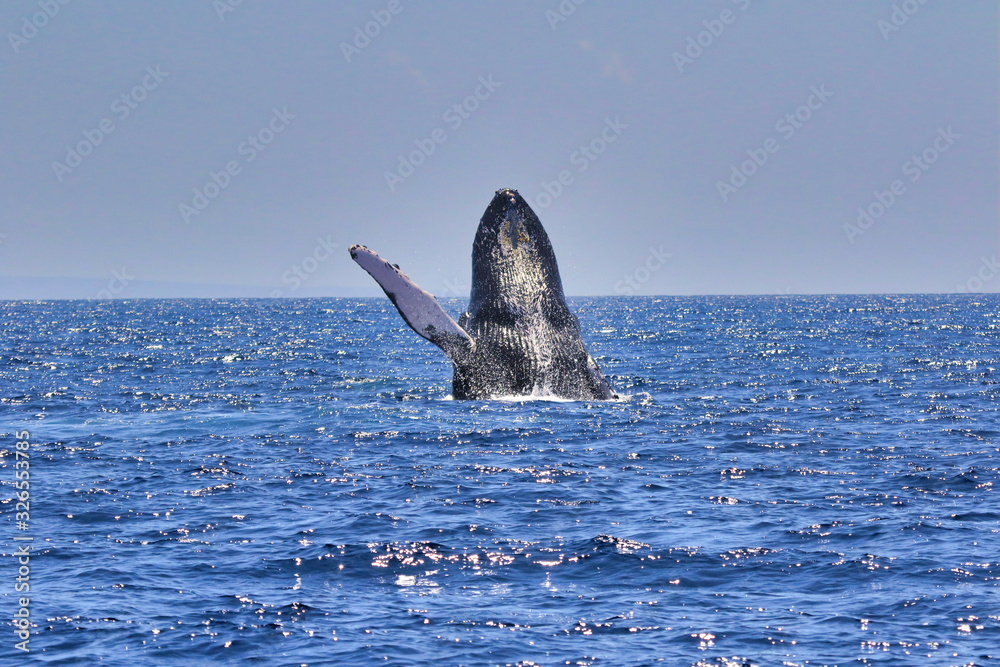 Fototapeta premium Large Humpback whale breaching backwards in the waters near Lahaina on Maui.