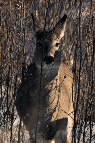 White-tailed Deer (Odocoileus virginianus) wildlife portrait hiding in a bush at sunset