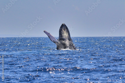 Large Humpback whale breaching backwards in the waters near Lahaina on Maui.