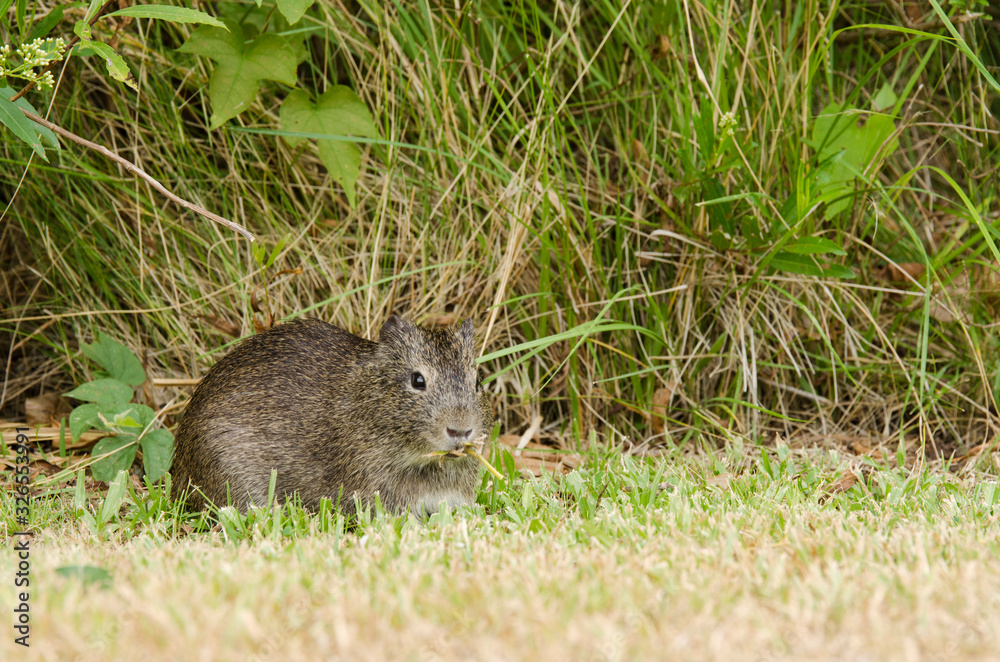 Brazilian guinea pig (Cavia aperea) eating grass Brazilian guinea pig (Cavia aperea) eating grass