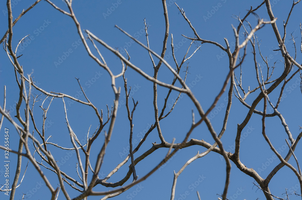 Dry tree branches, leafless, and blue sky without clouds Dry tree branches, leafless, and blue sky without clouds