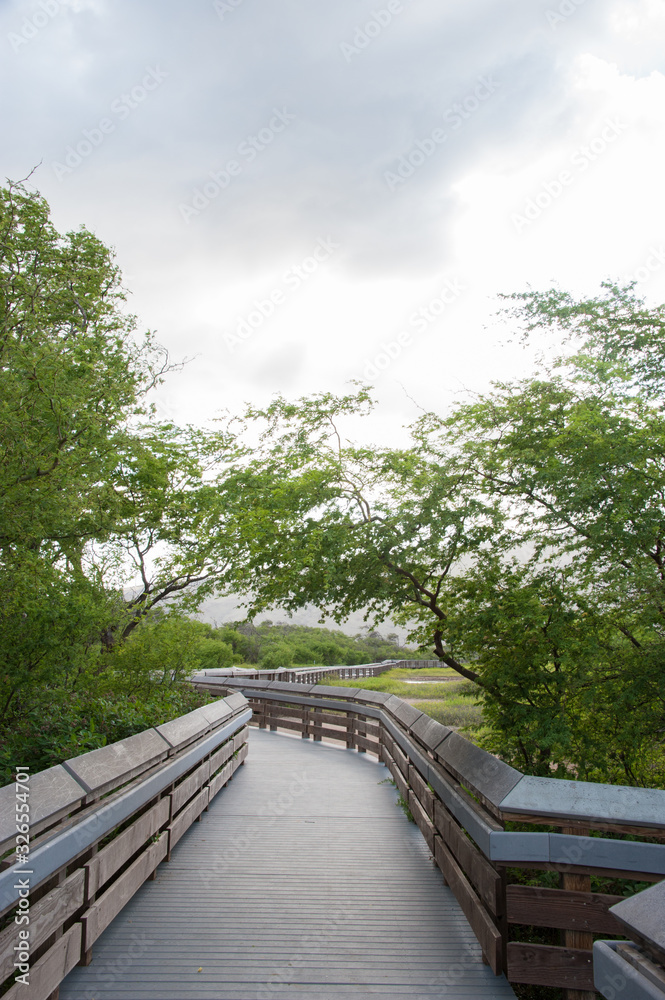 boardwalk, path in the park surrounded with trees