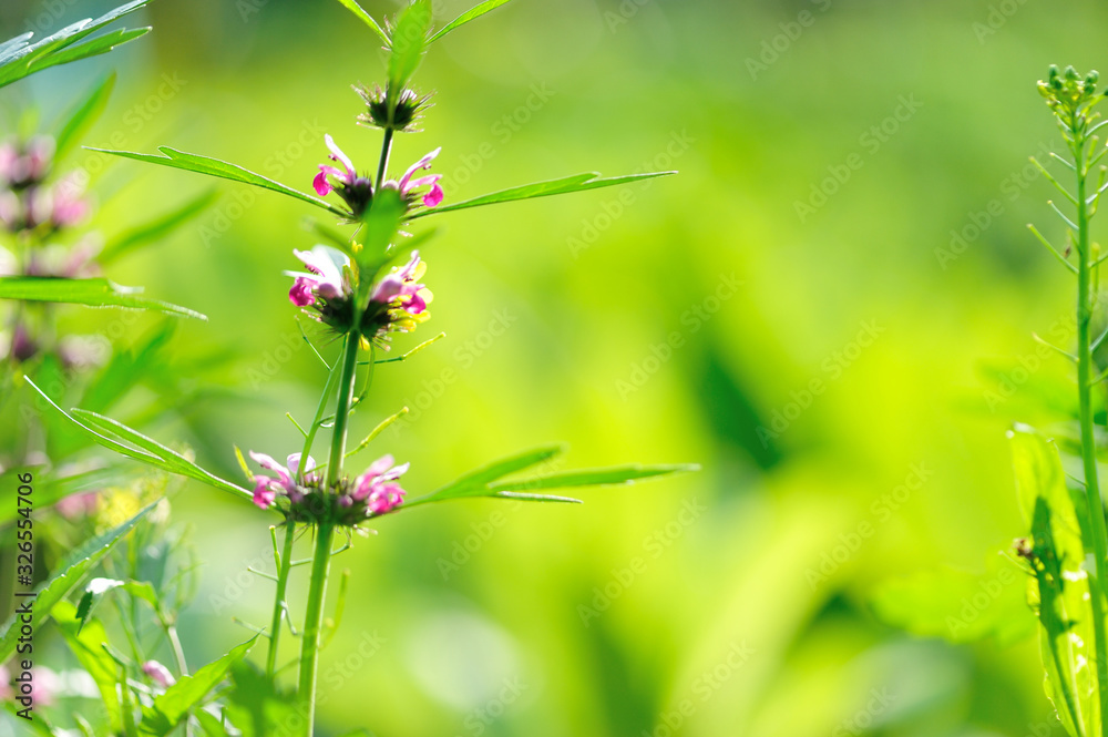 Leonurus sibiricus, Common Motherwort Herb, honeyweed or Siberian motherwort, is an herbaceous plant species native to China, Mongolia, and Siberia. It is used as an alternative to marijuana.