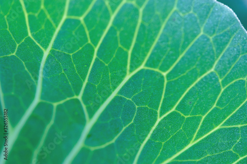 Green cabbage leaf texture at vegetable garden