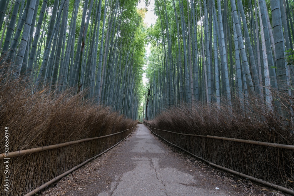 Fototapeta Arashiyama Bamboo Forest in summer morning, Kyoto, Japan