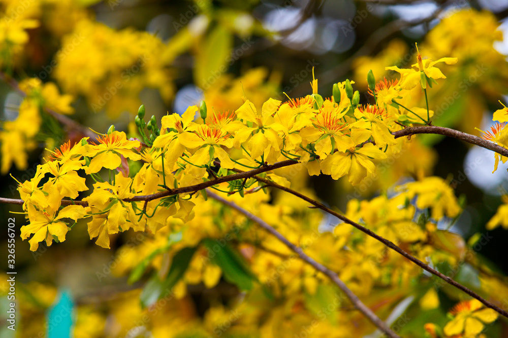 Ochna integerrima blossoms in early Spring