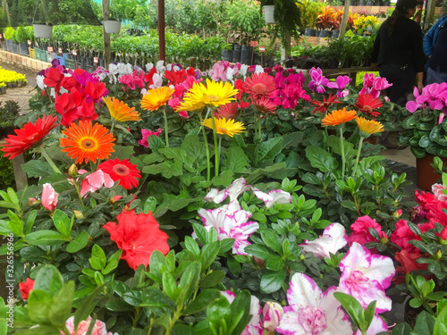vivero  jardin  invernadero  flores  colores  colombia  nature  flor