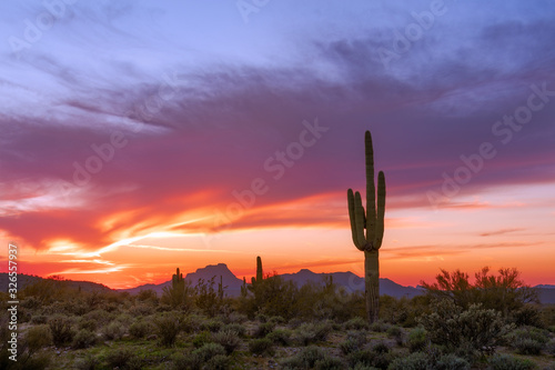Fototapeta Naklejka Na Ścianę i Meble -  Desert landscape with Saguaro cactus at sunset