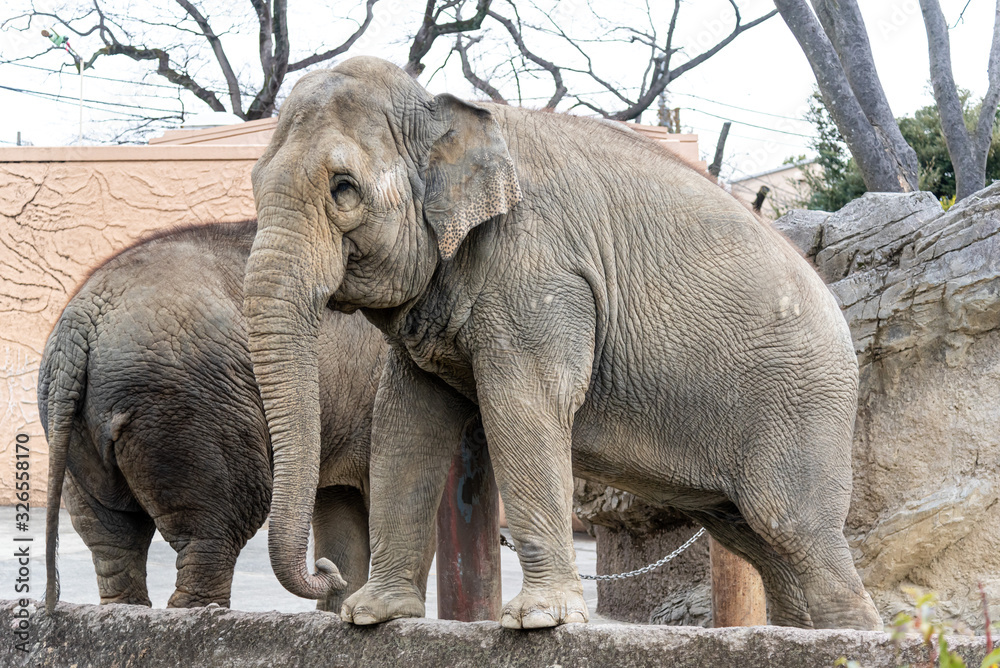 Naklejka premium 象