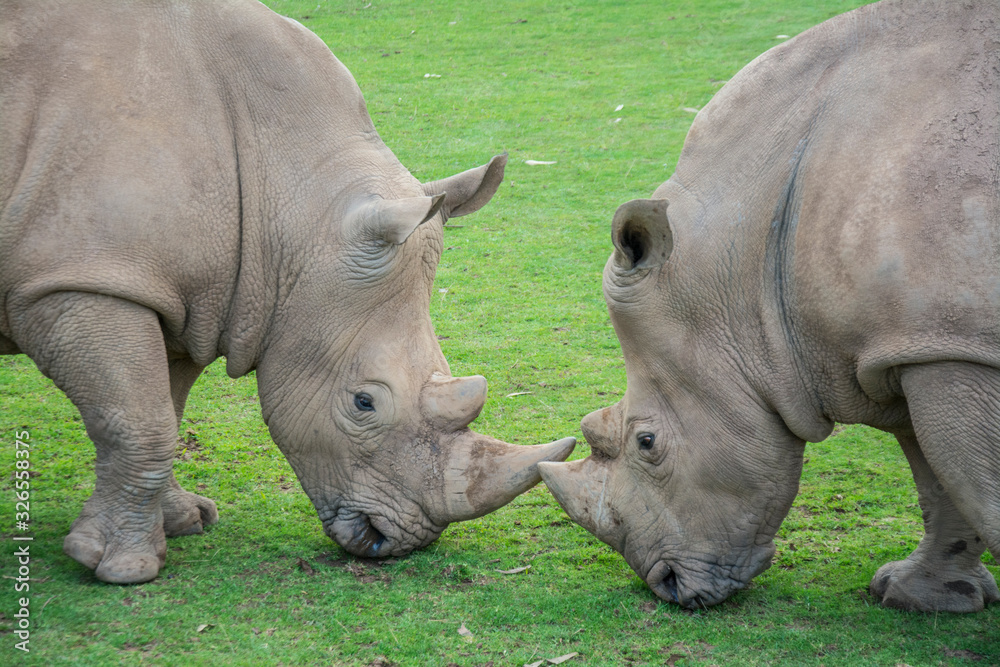 Rhinos in the Natural Park of Cabárceno, Santander, Spain Rhinos in the Natural Park of Cabárceno, Santander, Spain