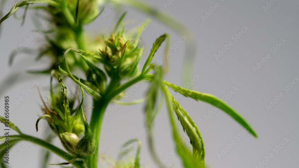 Cannabis Hermaphrodite Marijuana Weed Plant with flower and seeds Stock