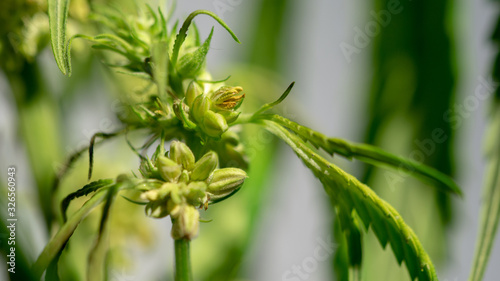 Cannabis Hermaphrodite Marijuana Weed Plant with flower and seeds