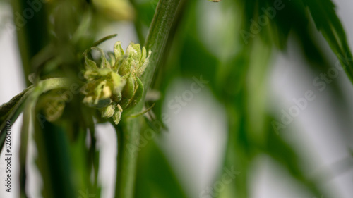 Cannabis Hermaphrodite Marijuana Weed Plant with flower and seeds