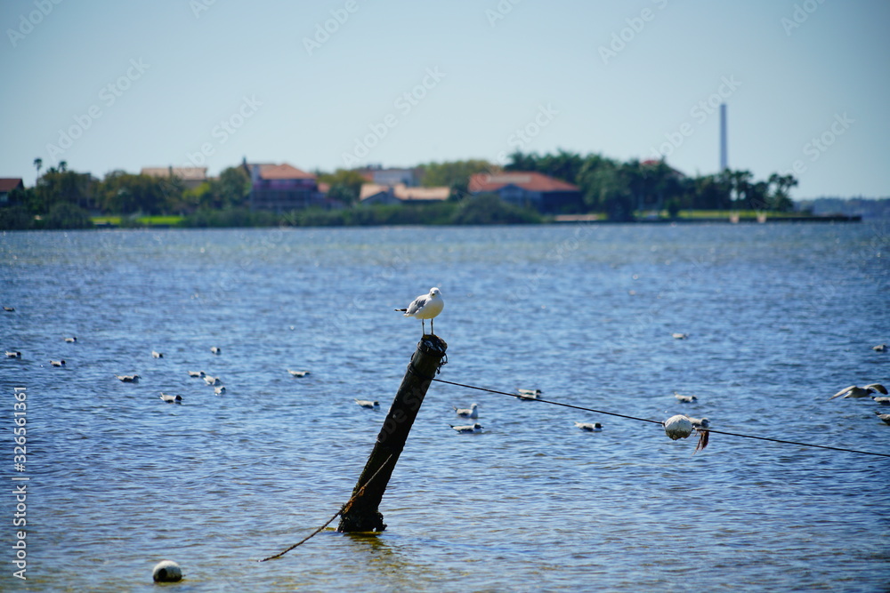 Florida palm harbor beach landscape Florida palm harbor beach landscape