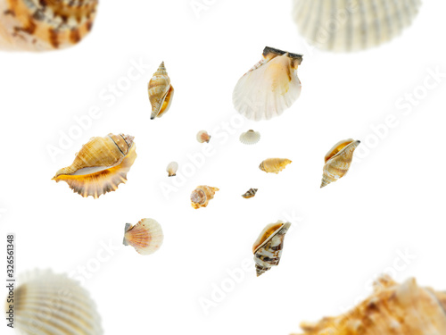 Hello summer. Starfish, seashell falling on white. Tropical sea concept