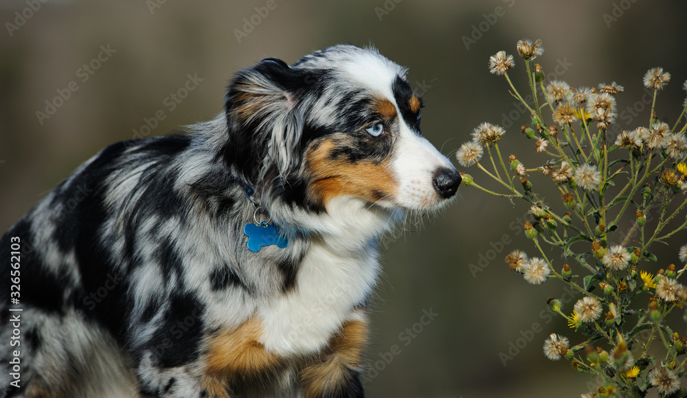 Miniature Australian Shepherd dog smelling flower that is in seed