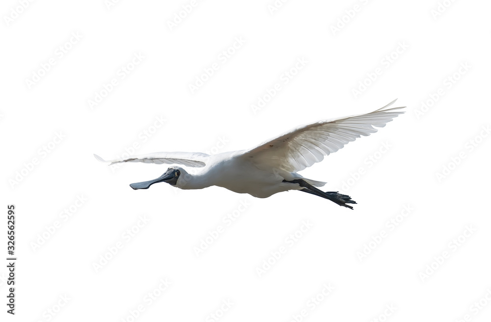 Obraz premium Black-faced Spoonbill isolated on white background