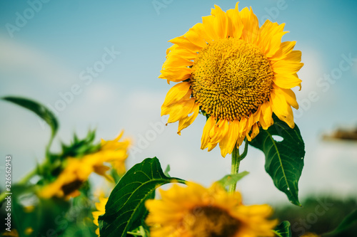 Foto Closeup of sunflower in flower field with blue sky, landscape