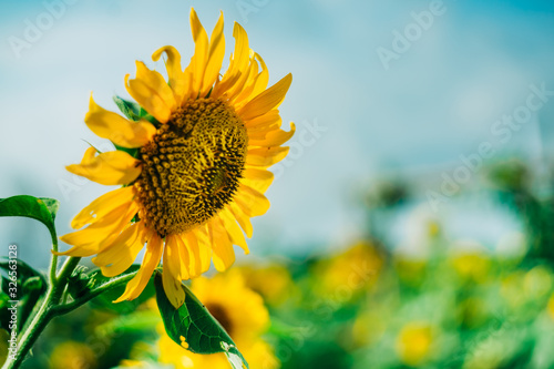 фотографія Sunflower blooming season closeup with blue sky and blurred background